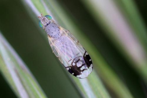 Trupanea stellata